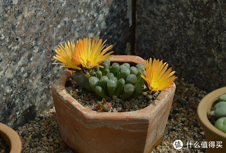 在家养多肉植物盆栽,多多肉肉新手组合套餐含盆带土室内拼开箱晒物