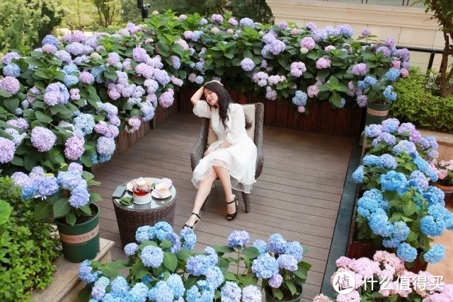 可操作性强:历时三个月,我用500元成本打造一片绣球花海