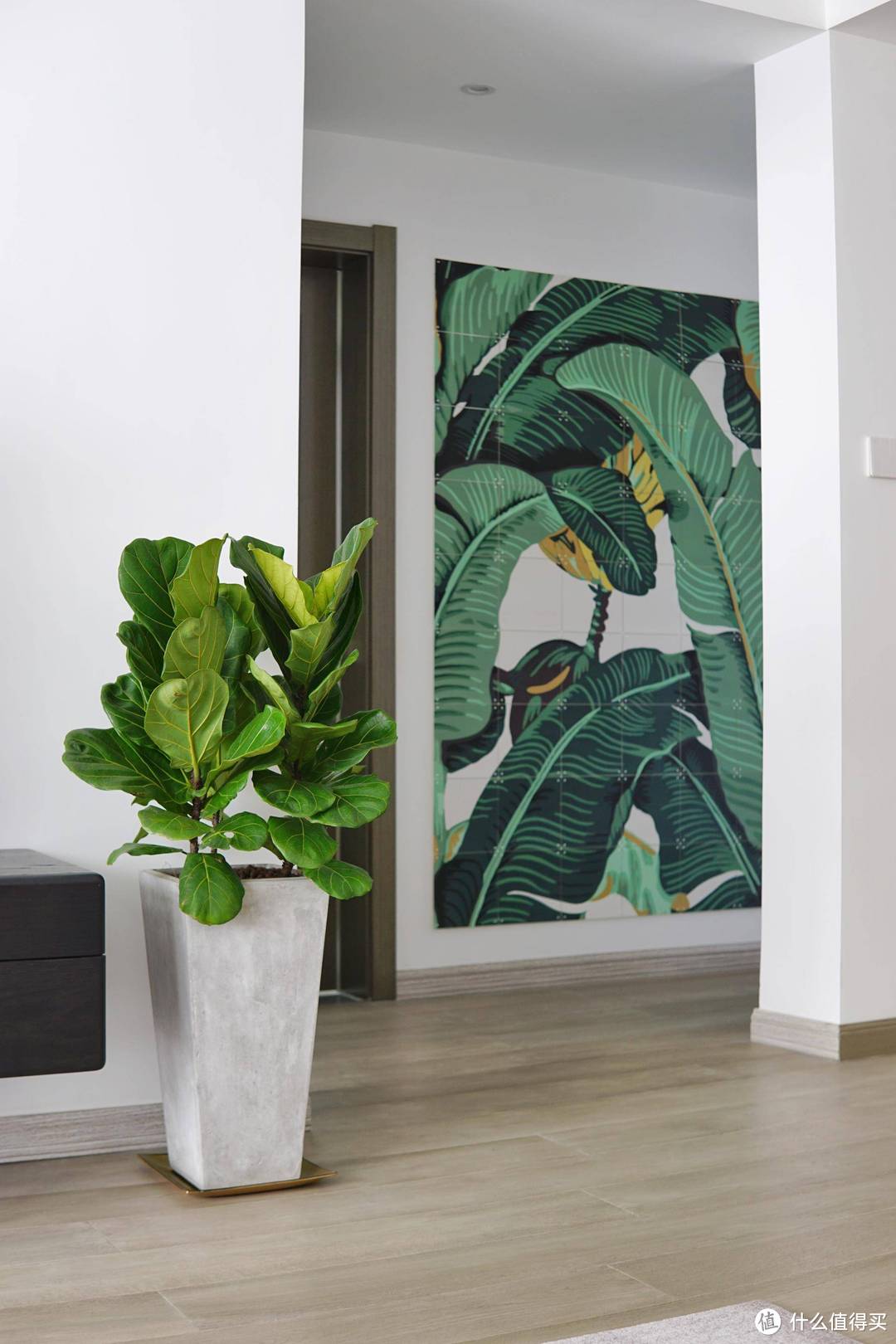 12款居家观叶植物推荐:生活不能没有绿,总有一款适合你