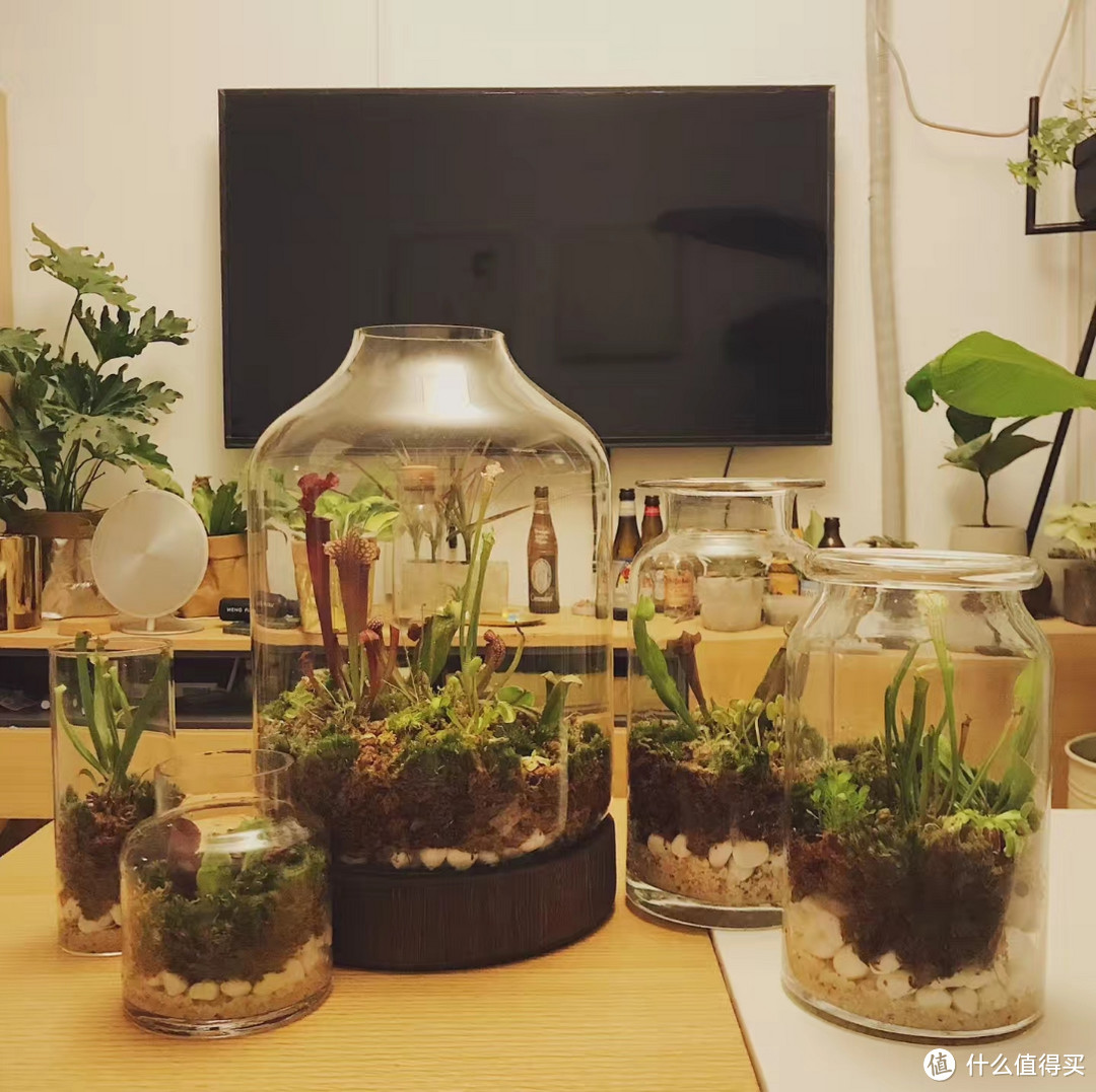 植物生态缸日常养护Tips