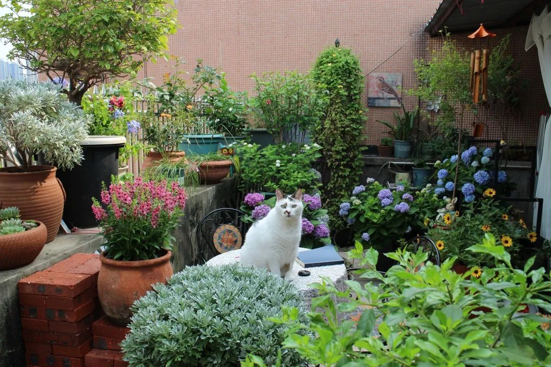 广东孕妈打造12㎡露台花园，为了宠物孩子健康坚持不打药，如今是他们的最爱乐园