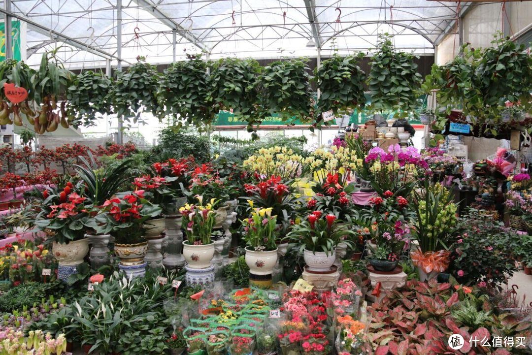 居家干货,新年添绿植,怎么摆放最合适(玄关、客厅、书房、卧室)