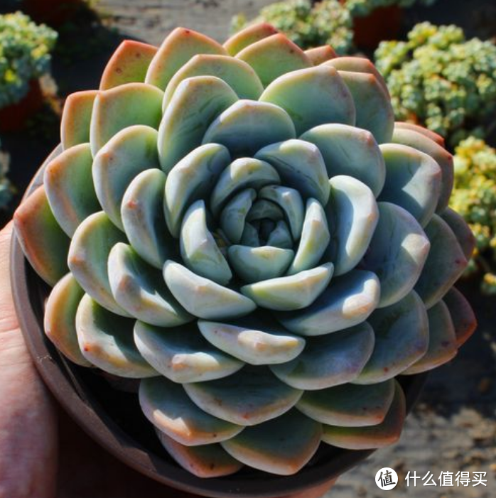 两款适合新手的多肉，皮实好看，耐寒耐热