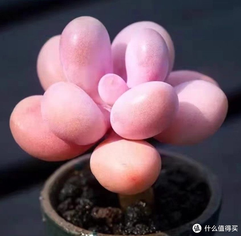 多肉植物大盘点,惹人喜爱的十种多肉植物简单介绍,仅建议收藏。