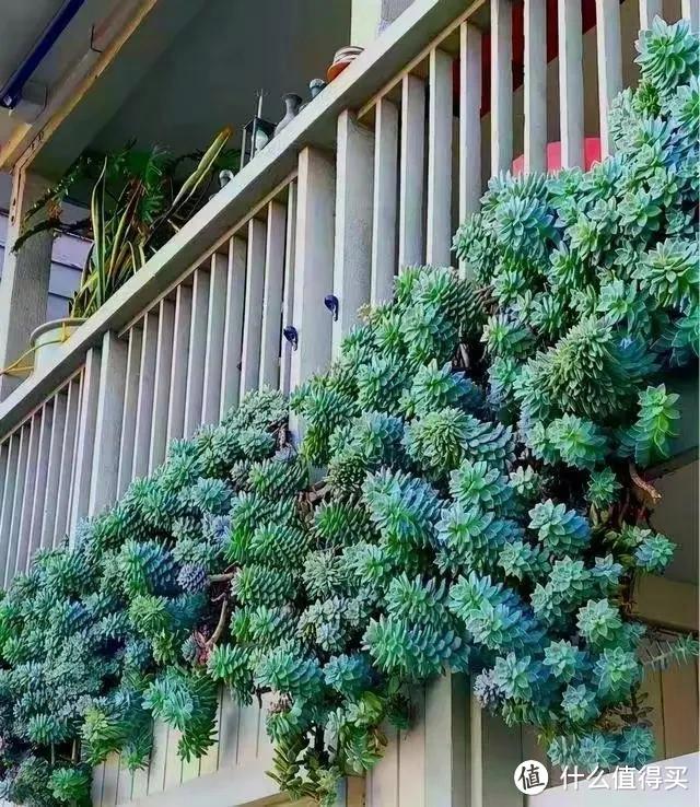 发现一位小哥哥,把多肉养好了,从2楼垂到1楼,网友:太壮观