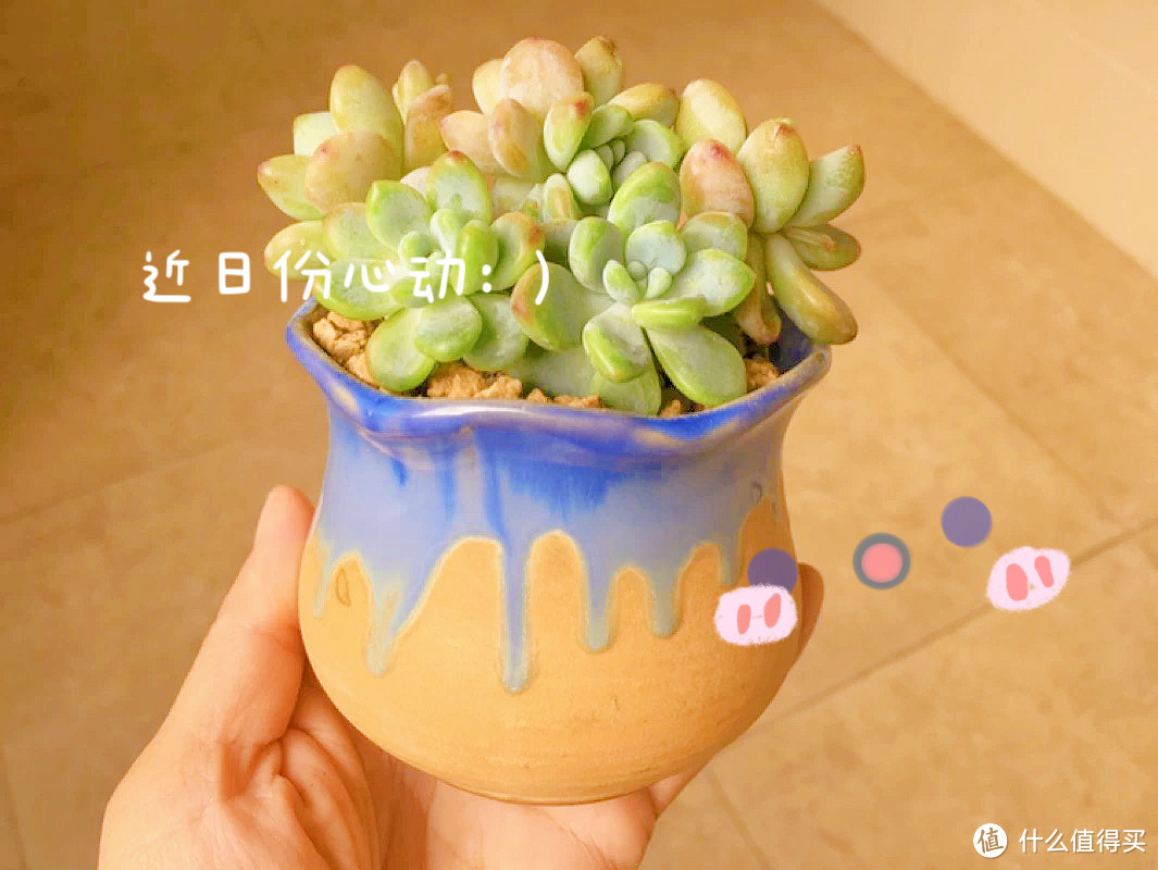 精致生活家|被多肉治愈的每一天