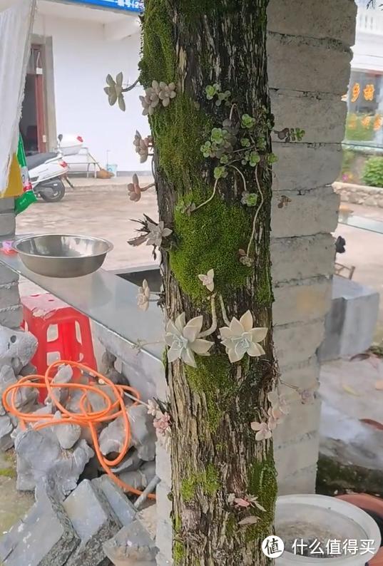 安徽一农家小院，因“把多肉种在树上”而走红，游客纷纷来围观