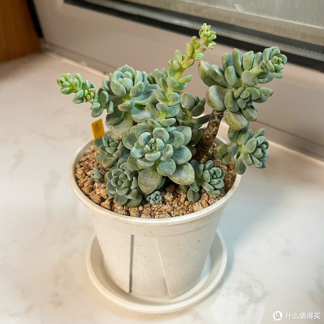 你知道多肉植物中的香饽饽是谁吗?它就是“劳尔”,今天带你摘花箭