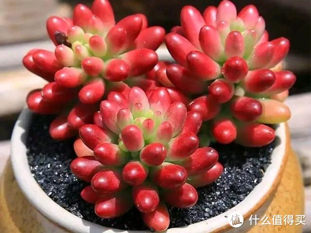 入秋后，养多肉不能掉以轻心，出现这5种表现，预示着时日无多