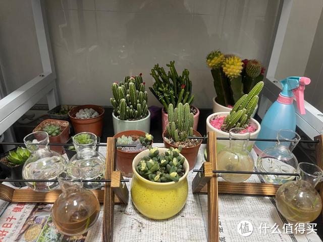 入秋后，又到了栽培多肉的好时机，要少做4件“蠢事”