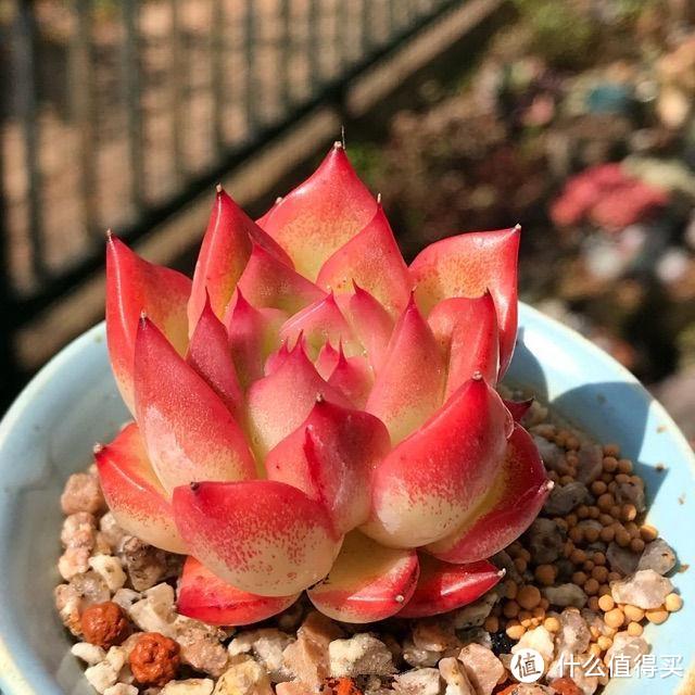 多肉要短时间内长成“肉丸子”，只需一句话：一控，二晒，三滋养