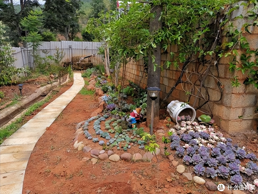 重庆一户人家，将多肉撒在菜里养，一不留神长出一大坨，真壮观！