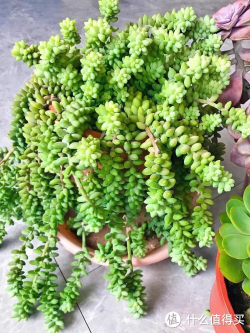 多肉植物「虹之玉」:如何快速繁殖，打造属于自己的多肉植物花园？