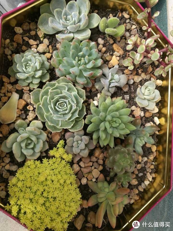 多肉植物养护秘籍：教你打造美丽多肉花园