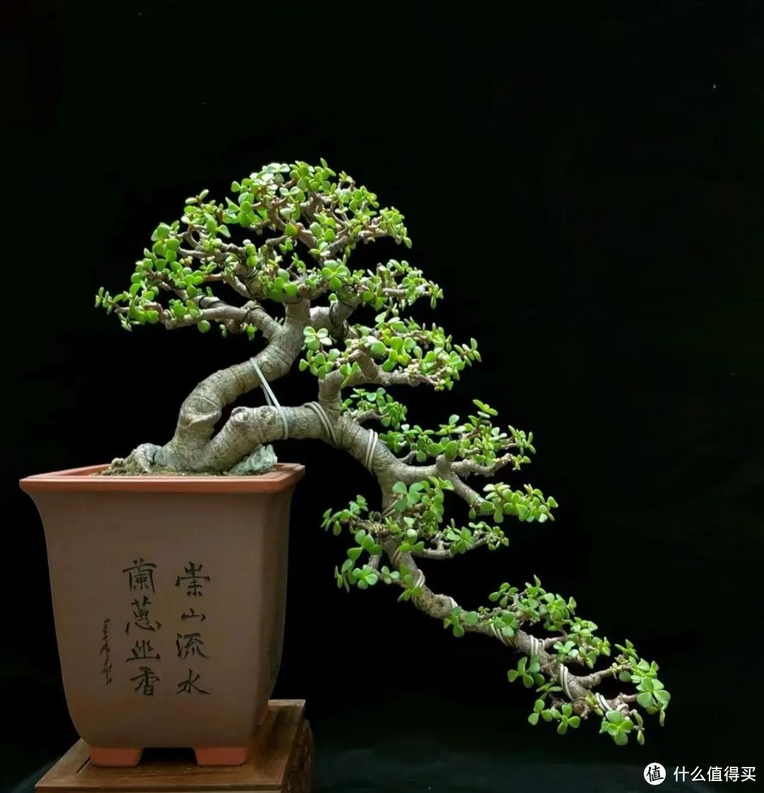 注意！这4种人不能养金枝玉叶，你是否也在其中？