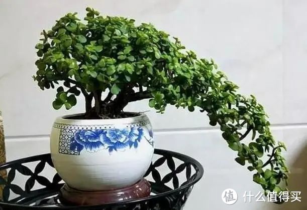 金枝玉叶总是半死不活？教你 3 个妙招，让它迅速恢复生机，新叶蹭蹭长不停！