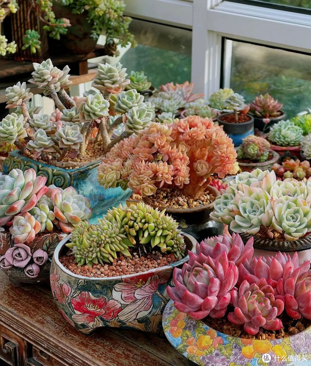 江苏小姐姐，因“七年打下的多肉江山”而走红，网友：太奢华了！