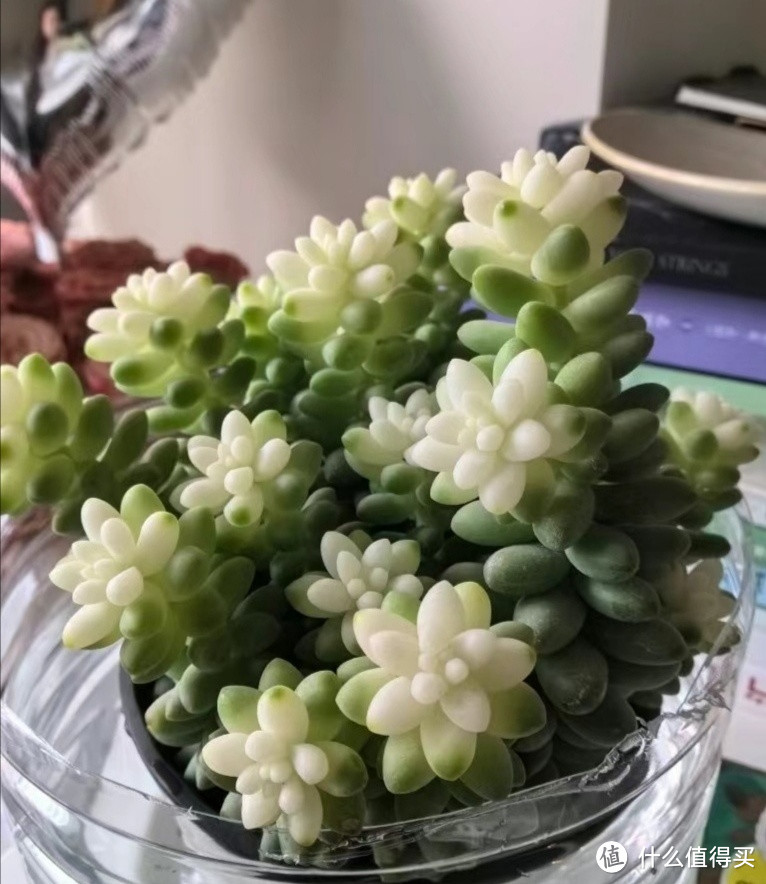 多肉植物怎么养？总结一下就“4步”，越养越美！