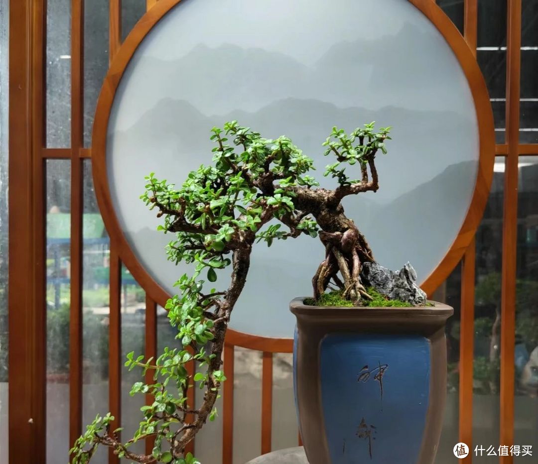 5、6月，要“富养”金枝玉叶，用“4句口诀”，60天开“富贵花”