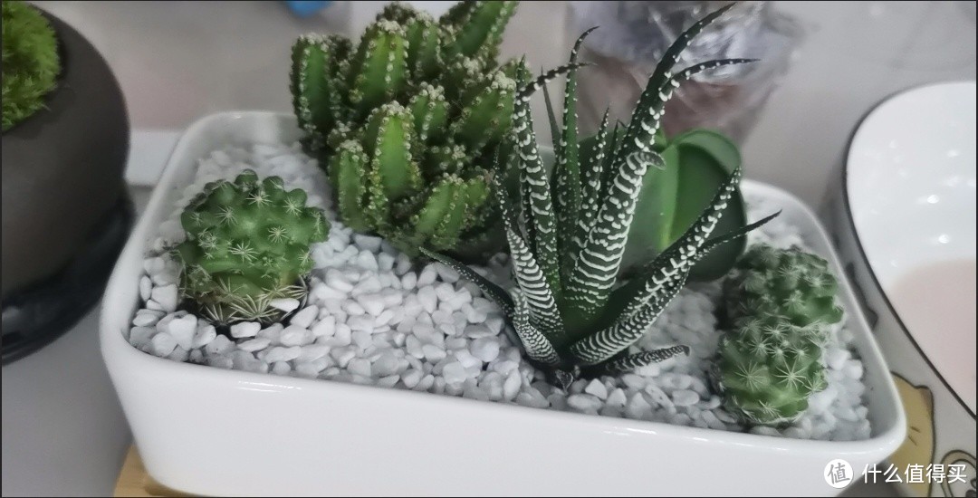 选对，绿植让家瞬间变高级