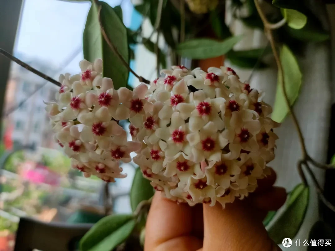 秋季扦插繁殖，3种小技巧，生根快、成活率超高！