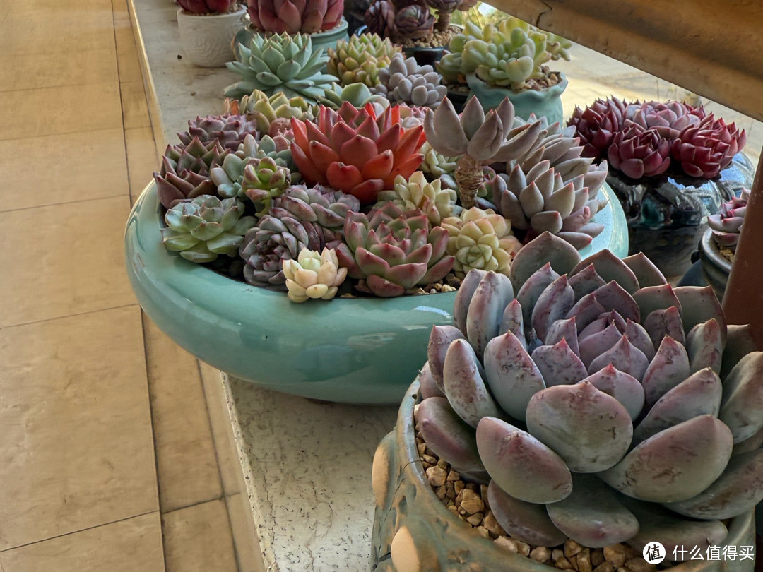 走进多肉植物世界，欣赏每一片“肉肉”的精致之姿